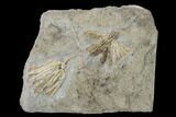 Three Species of Fossil Crinoids - Gilmore City, Iowa #157222-1